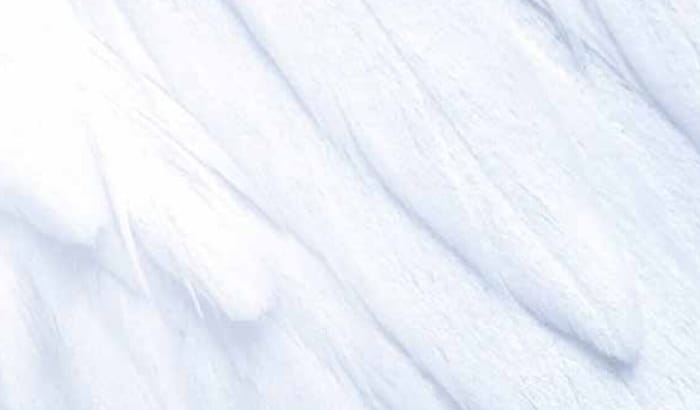 Close-up photo of poultry feathers