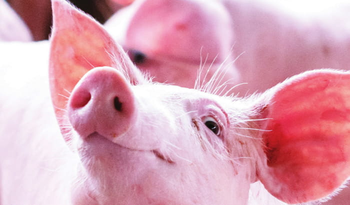 Swine 2023 Messenger Focus with Pink pig on cover