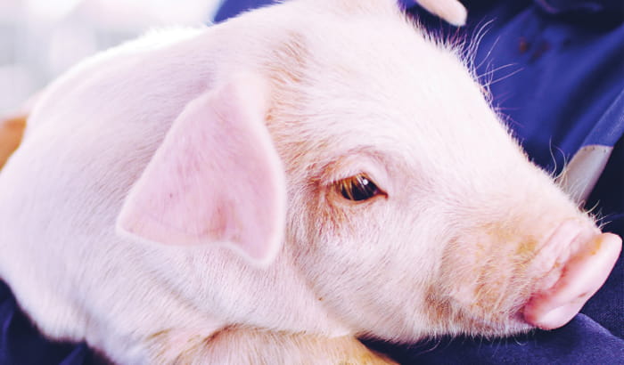 Messenger Focus Swine 2022 Volume 2