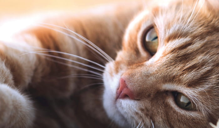 orange cat