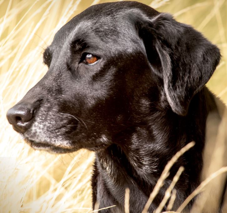 Black dog in grain field