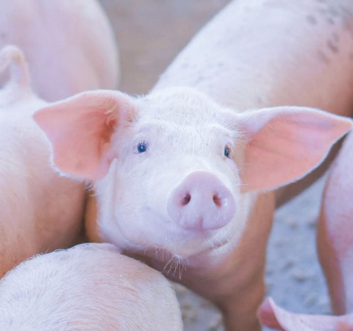 Close up of pig's face