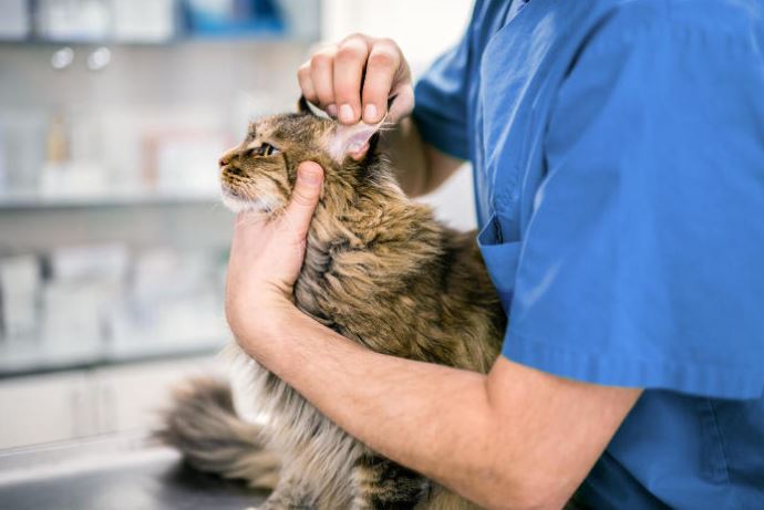 Vet tech examining a cat's ear