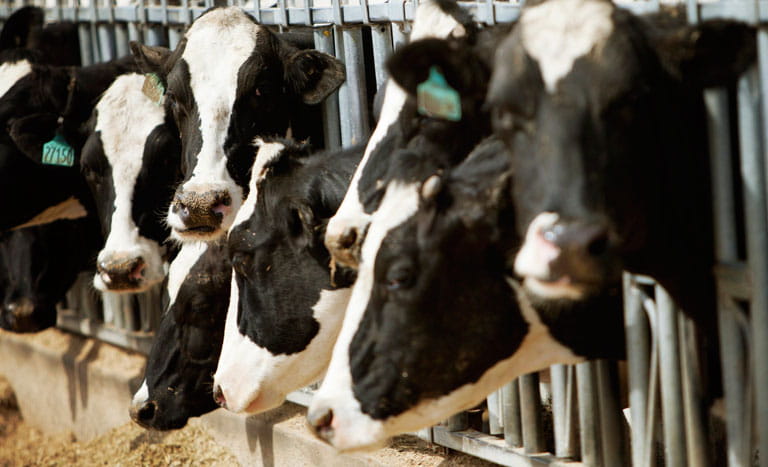 cattle