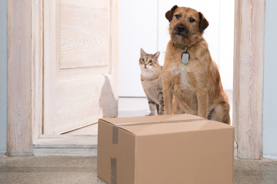 Dog and cat sitting at the door looking at a newly delivered package