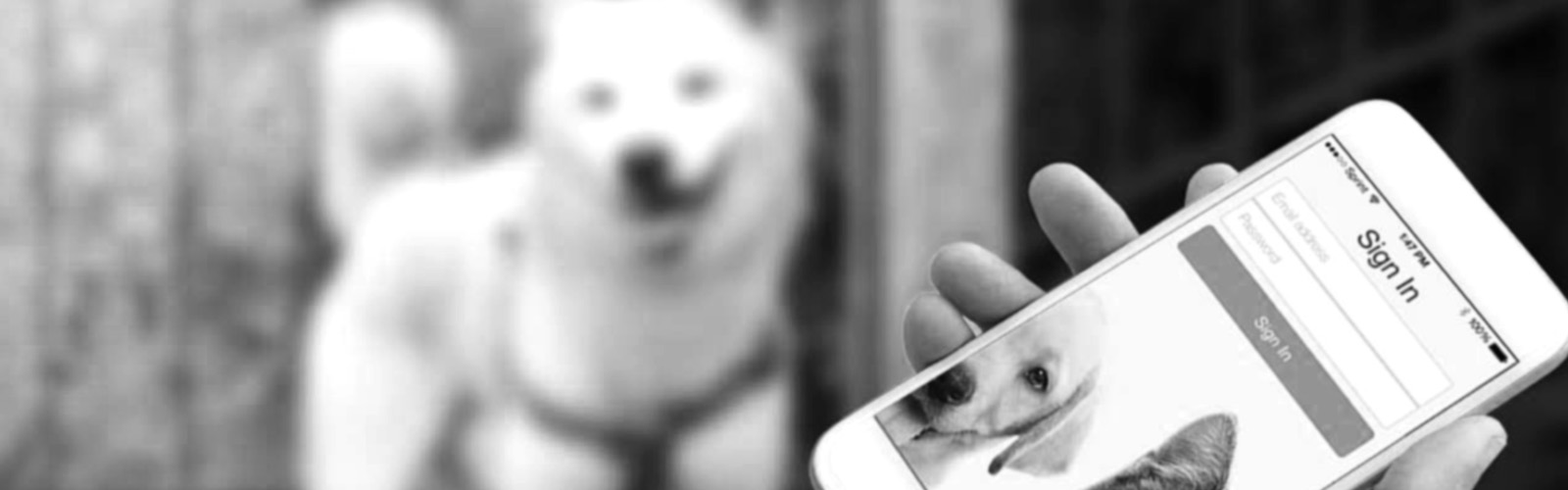 allydvm_petpage_patient_portal_banner