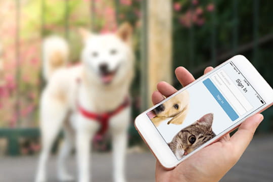 allydvm_petpage_patient_portal_card