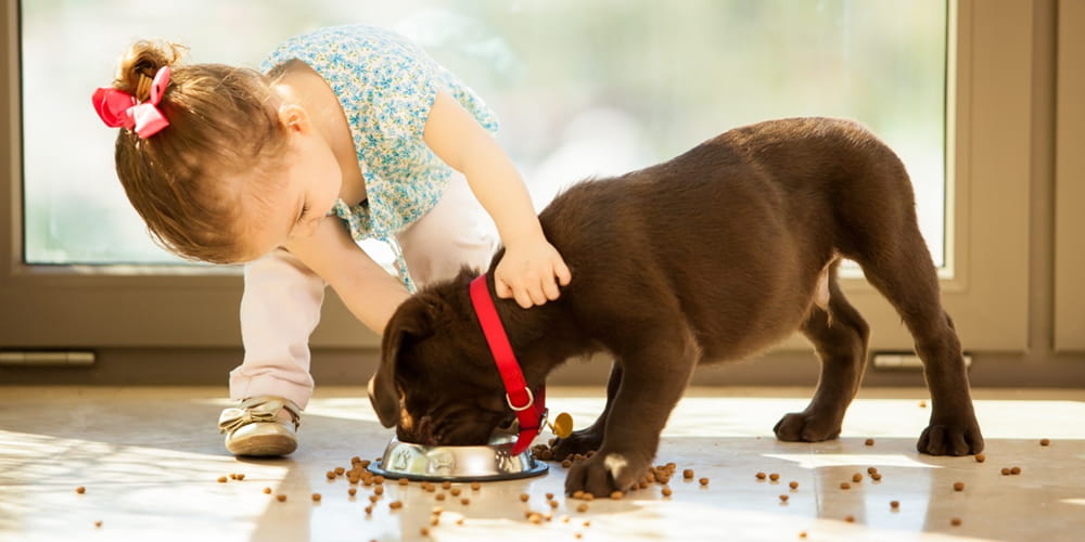 Little girl feeding puppy