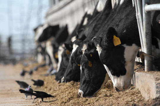 Dairy cows eating outside while birds pick at the cattle feed