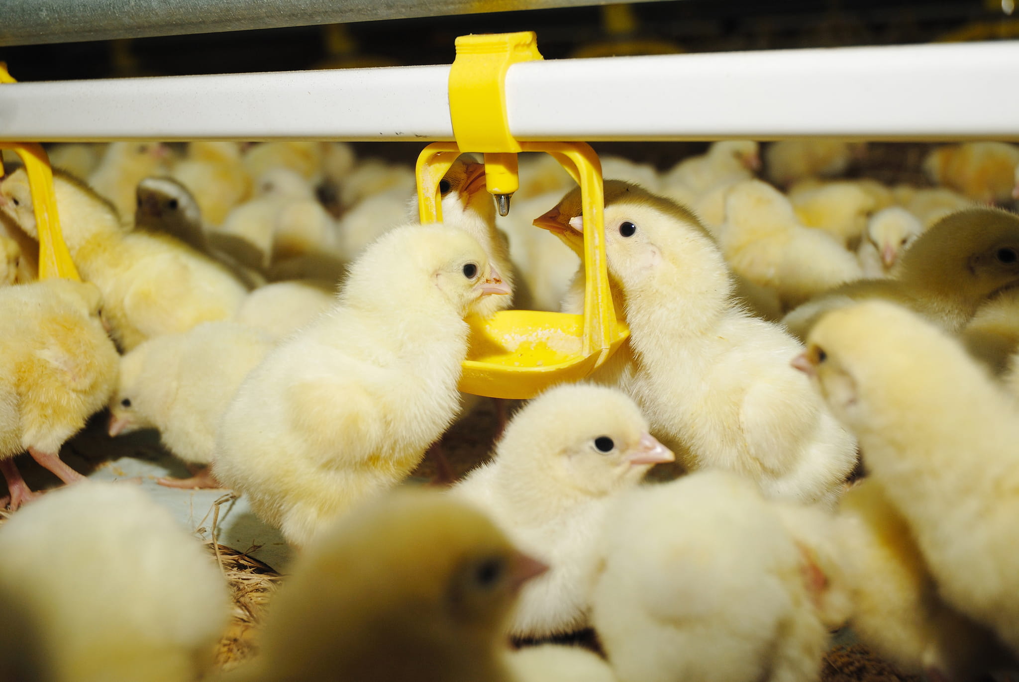 chicks