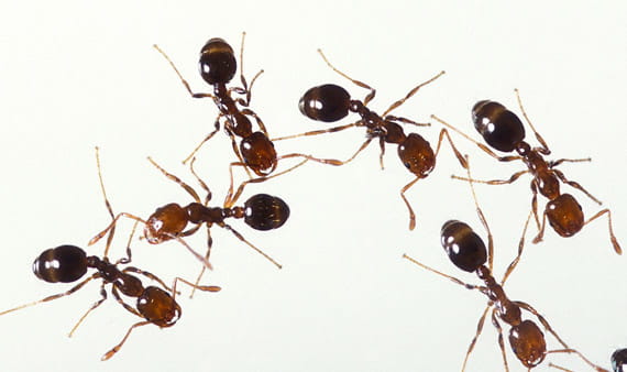 fireants-CARD