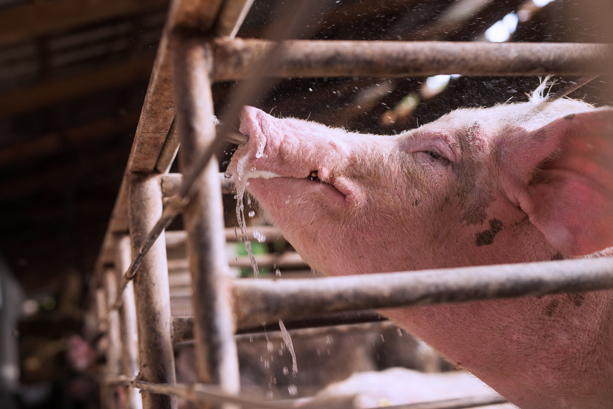 swine-drinking