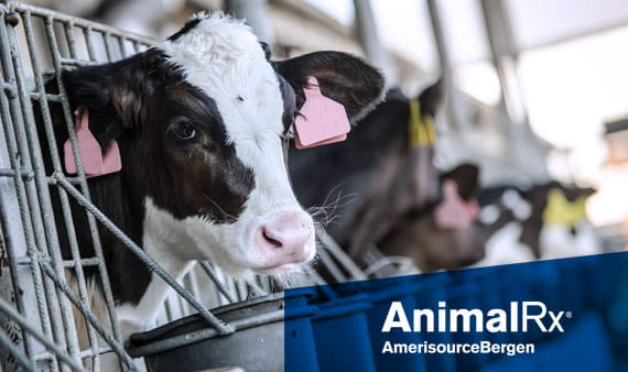 AnimalRx-Cattle