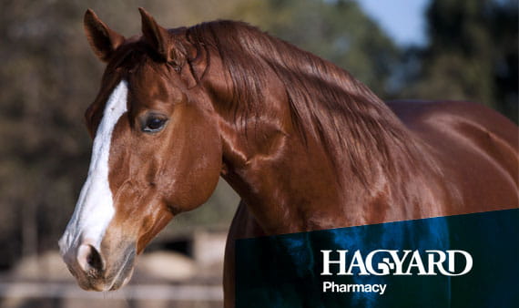 Hagyard-horse