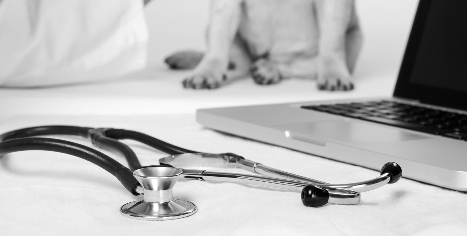 Vet-Clinic2