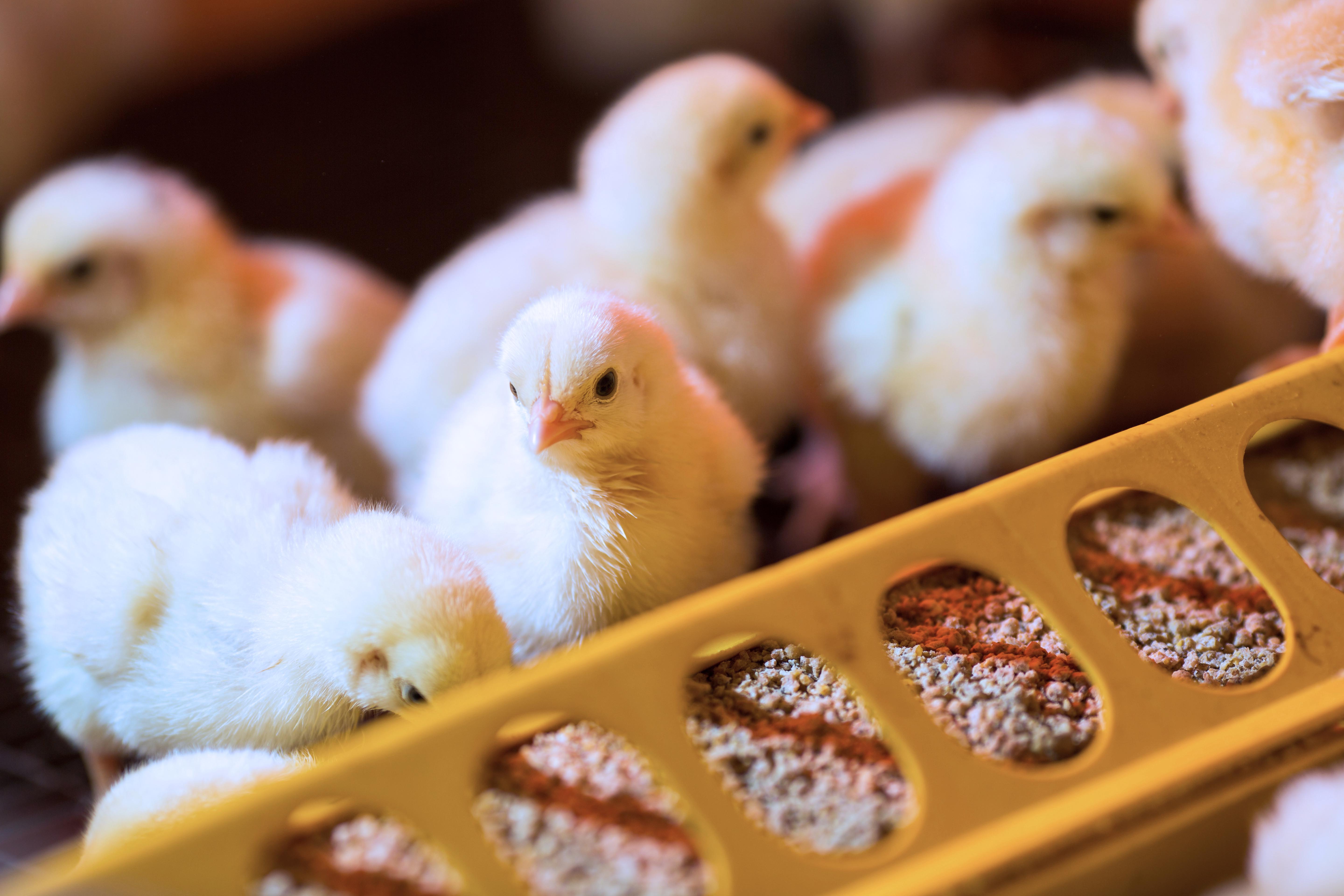 baby chicks eating