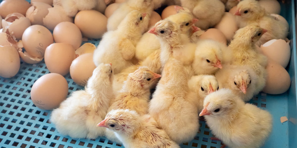 hatched chicks
